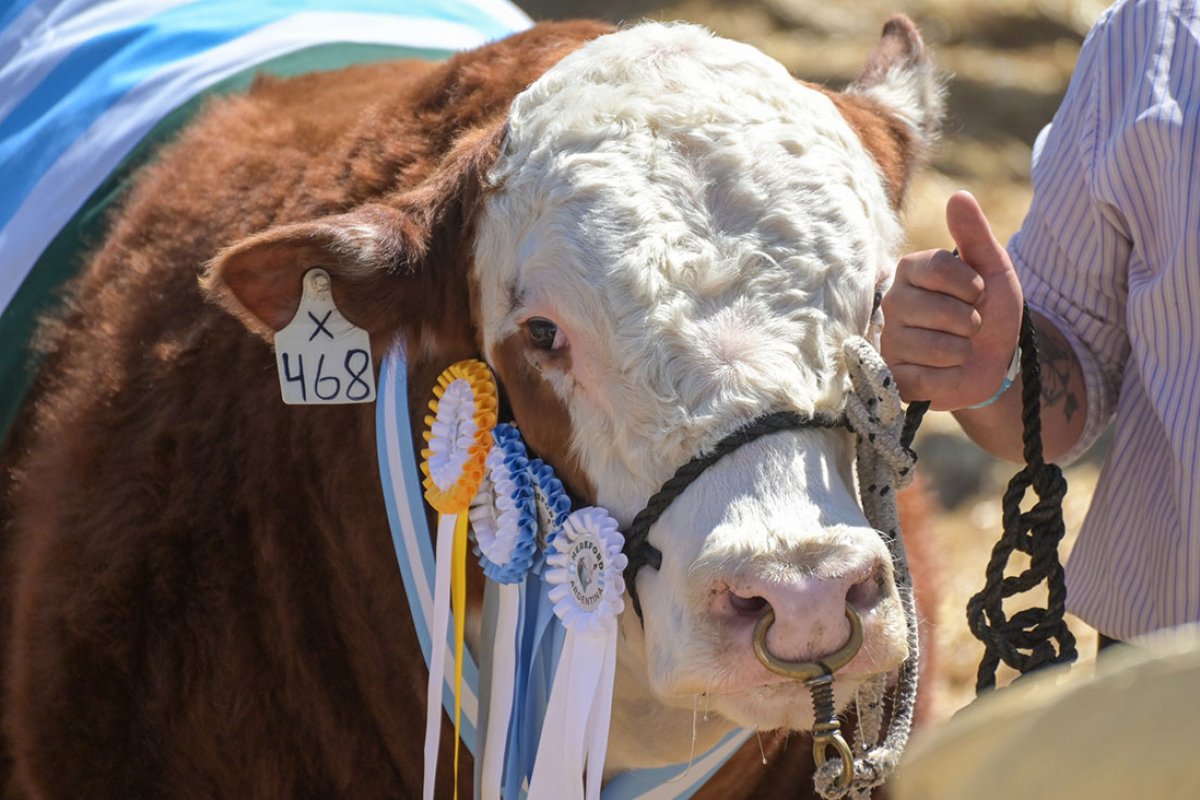 Imagen de La Expo Rural Gualeguaychú se prepara para su 133° edición