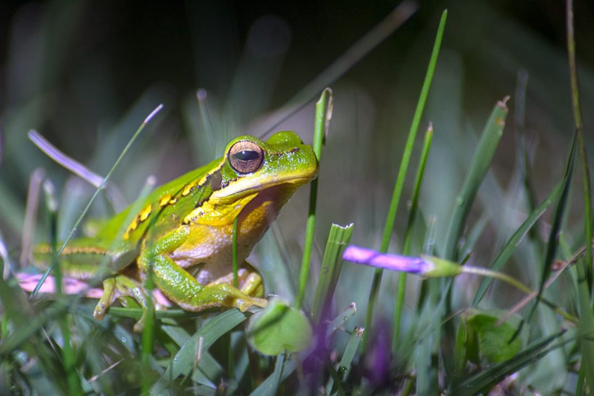 Imagen de Charla sobre la importancia de ranas y sapos como guardianes de los humedales