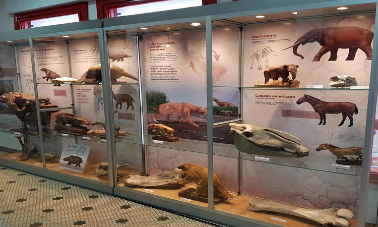 Museo de Ciencias Naturales y Arqueología “Prof. Manuel Almeida”