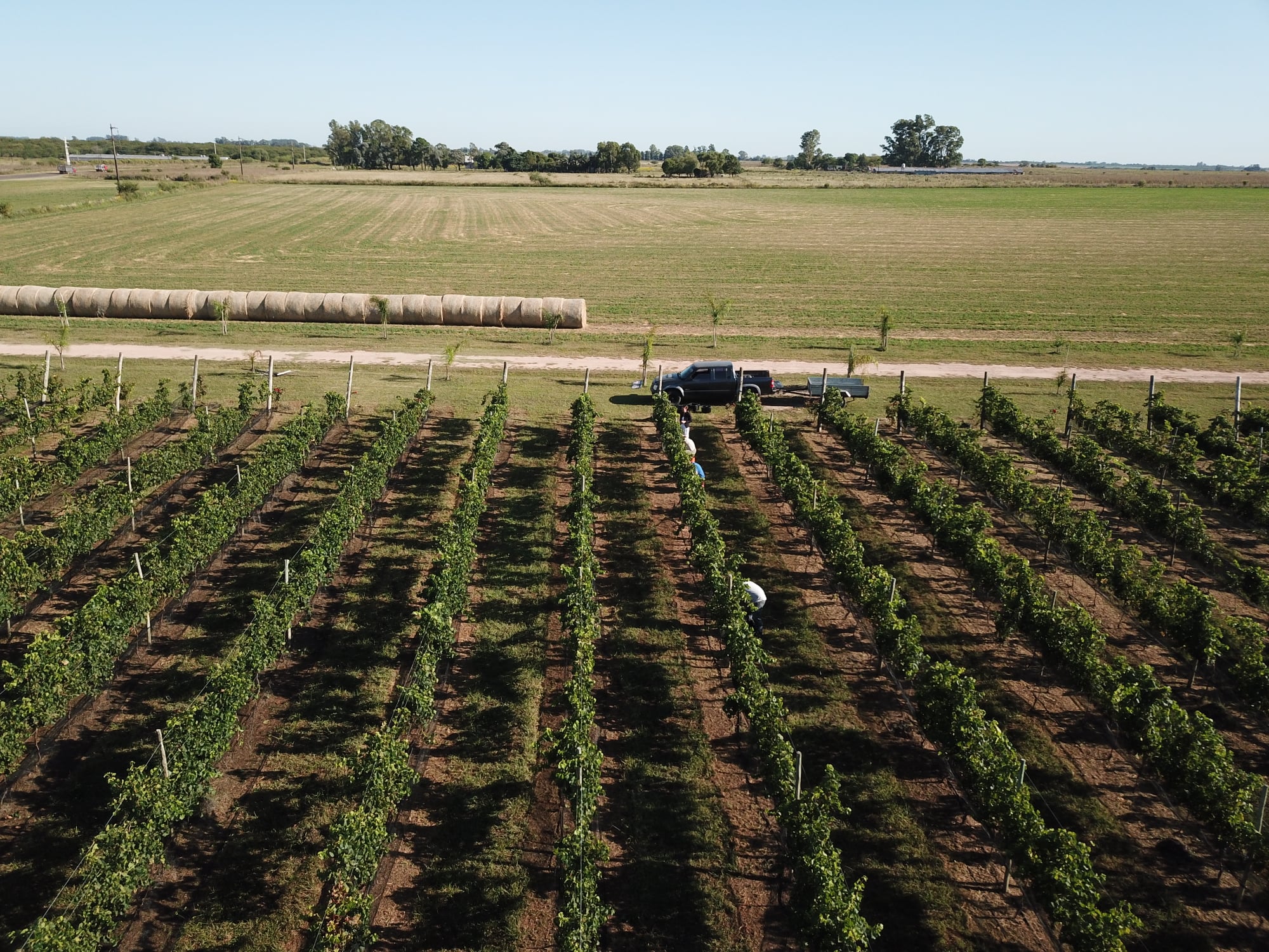 Finca Los Bayos | Chacra de Viñas y Nuez Pecán