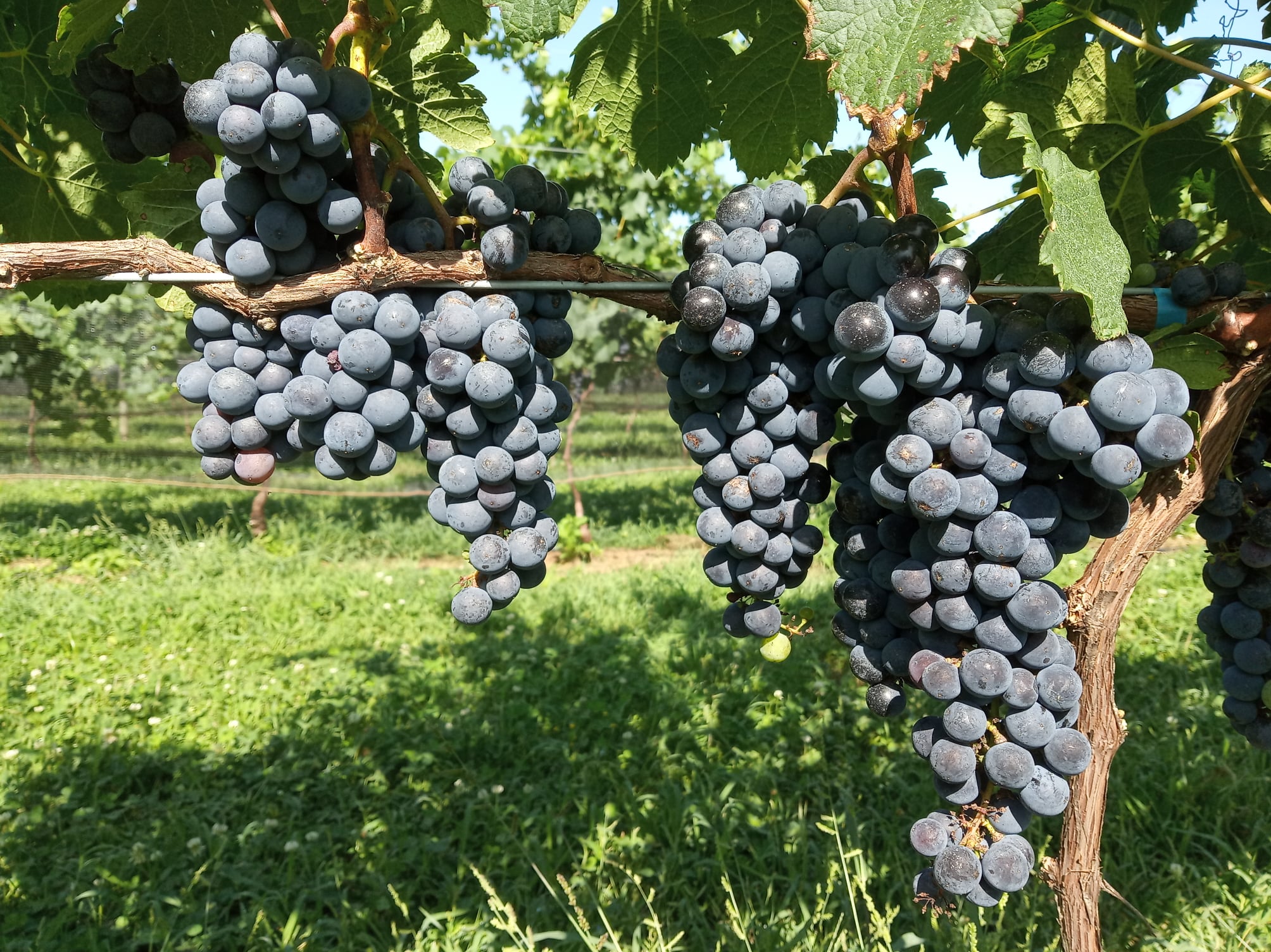 Finca Los Bayos | Chacra de Viñas y Nuez Pecán