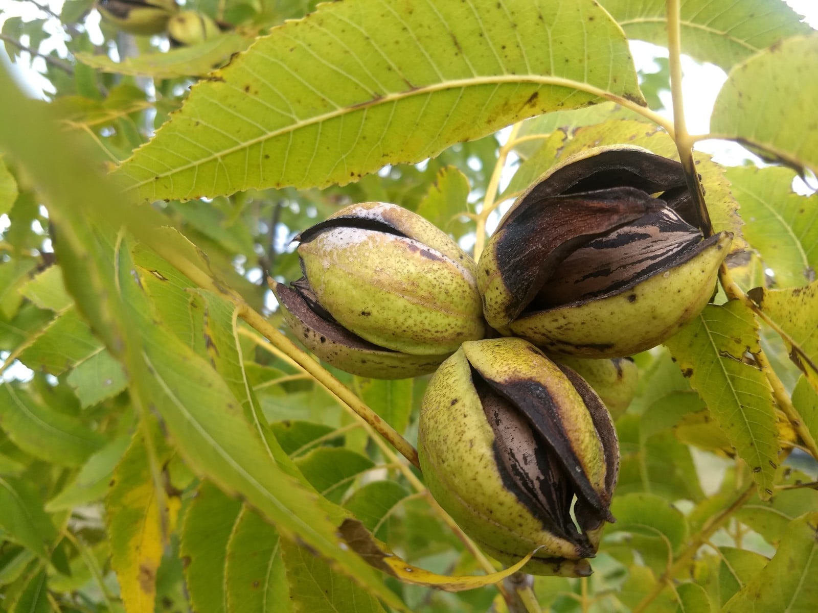 Finca Los Bayos | Chacra de Viñas y Nuez Pecán