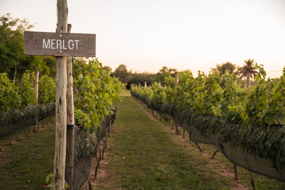 Camino del Vino
